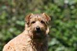 NORFOLK TERRIER 062